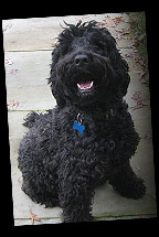 Abby, the gorgeous Portuguese Water Dog