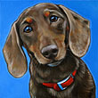 Handsome pet portrait Dachshund San Diego