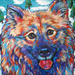 Pet portrait of beloved Keeshond from Painseville, Ohio by Marna Schindler