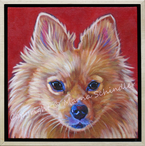 Pet Portrait of LilyBeloved Pomeranian Rescue from Tijuana, living happily in San Diego, CA