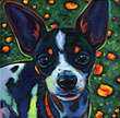 Pet portrait of Pablo, sweet chihuahua/fox terrier mix from San Diego, CA