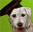 Oliver graduates from Harvard pet portrait, from San Diego