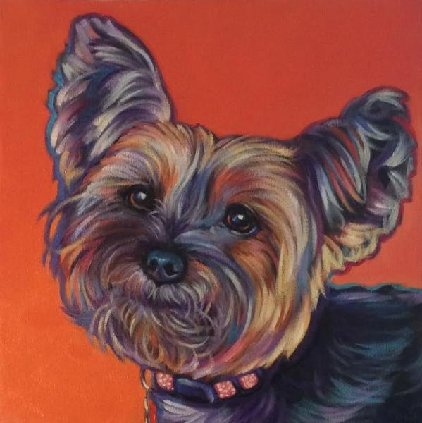 Little Lucy, Beloved Yorkie living in Prescott, Arizona